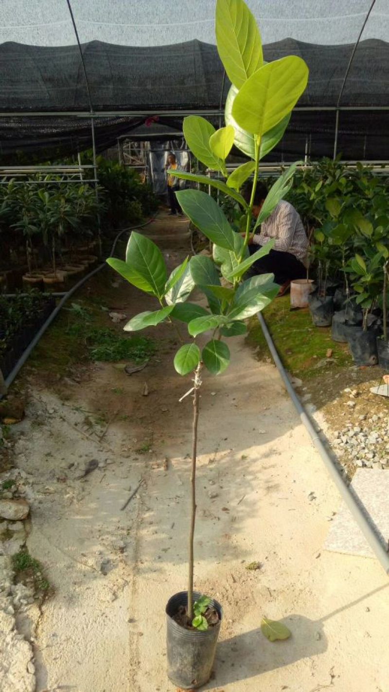1号菠萝蜜苗稿接树