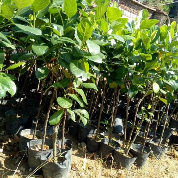1号菠萝蜜苗稿接树