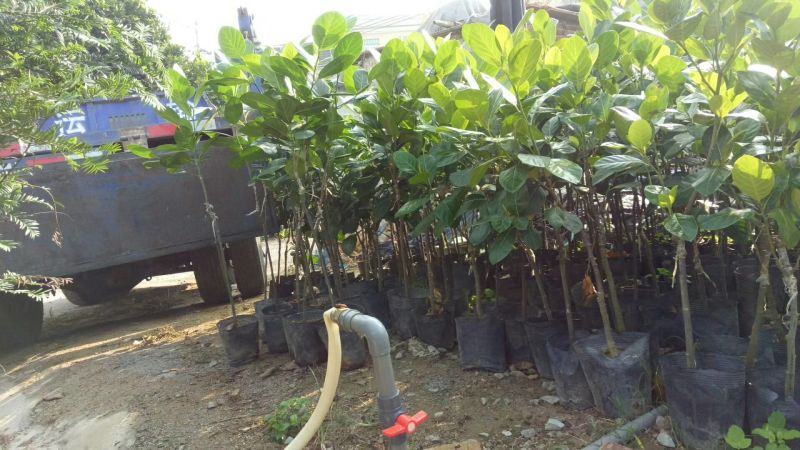 1号菠萝蜜苗稿接树