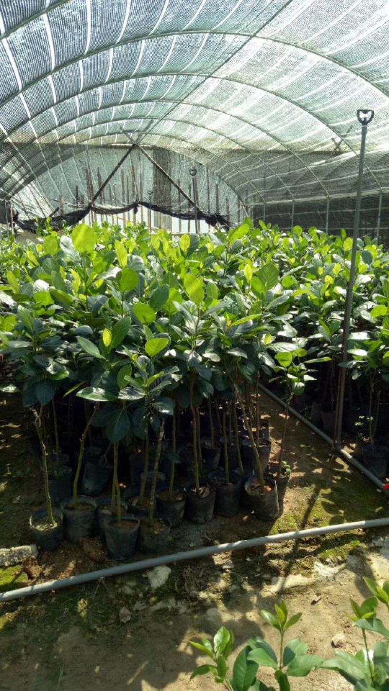 1号菠萝蜜苗稿接树