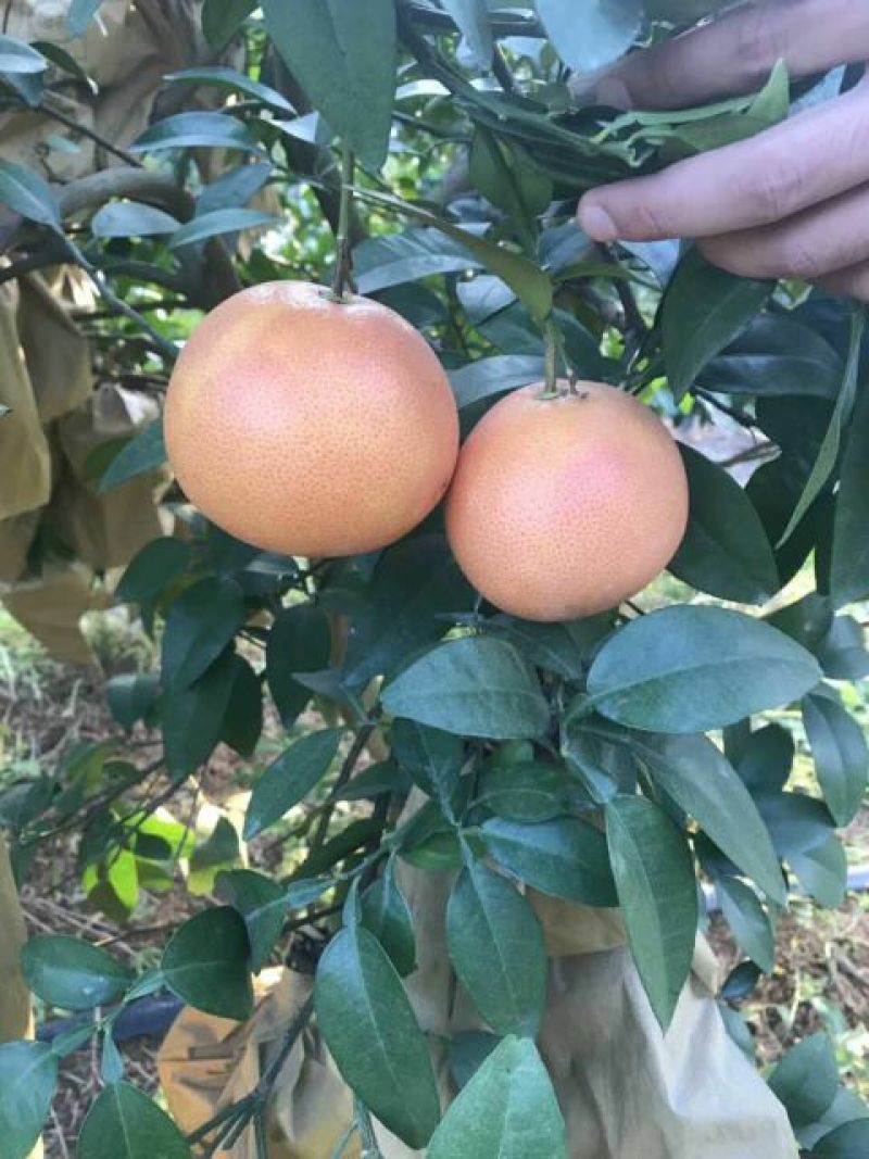 平和蜜柚苗葡萄柚