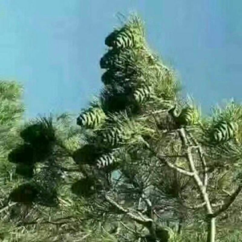 2021新货地产，厂家批发东北开口松子，油松，黑松，
