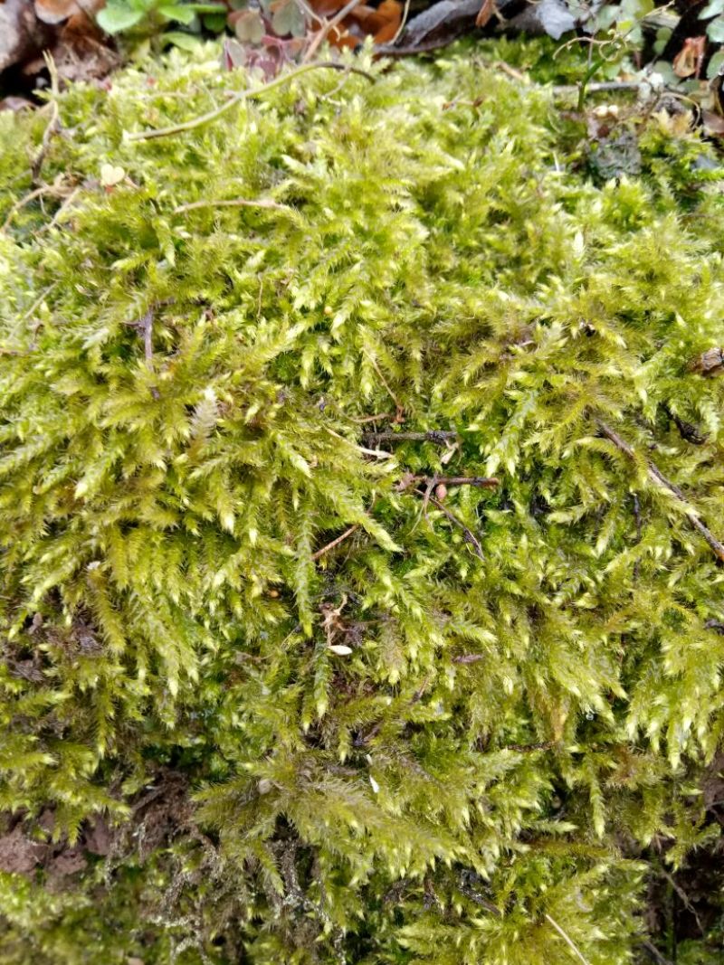 苔藓