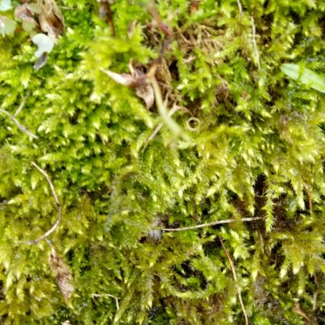 苔藓