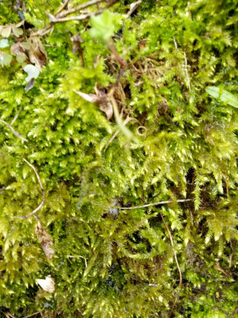 苔藓