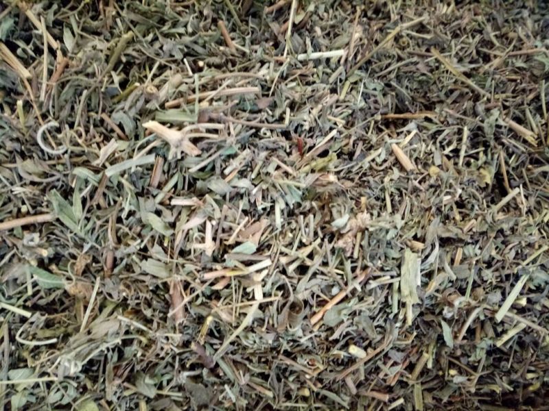 透骨草河北干货人工种植量大从优欢迎选购