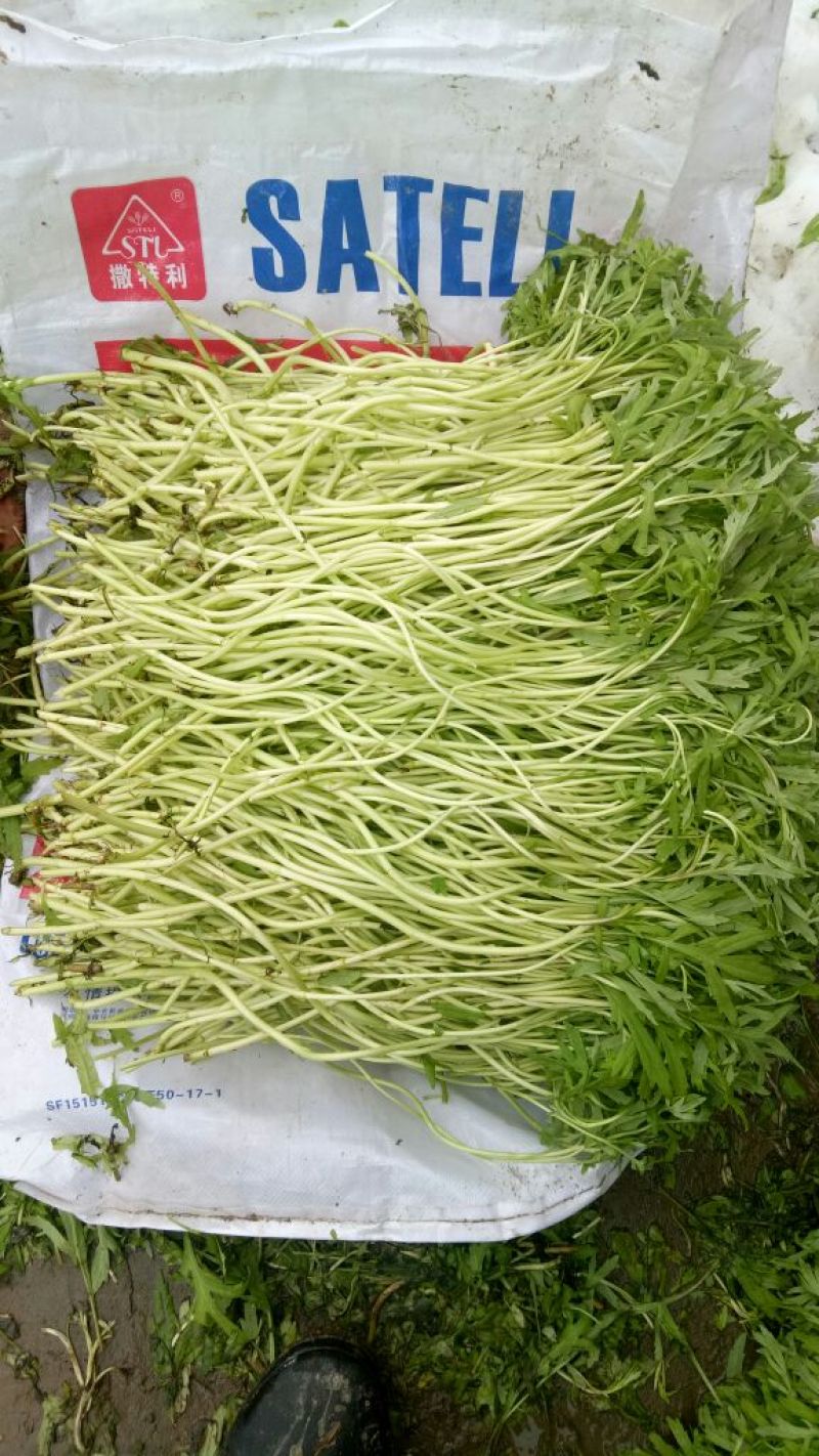 芦篙