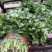 【香菜】大叶香菜河南香菜质量优质欢迎各位老板咨询