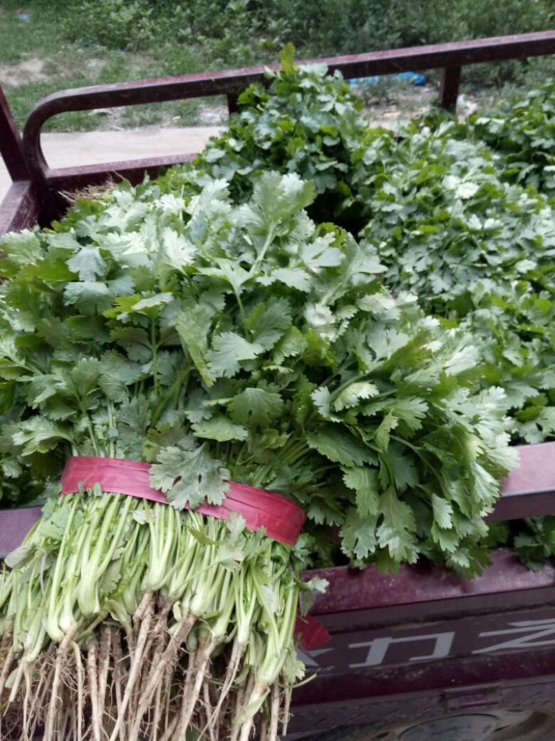 【香菜】大叶香菜河南香菜质量优质欢迎各位老板咨询