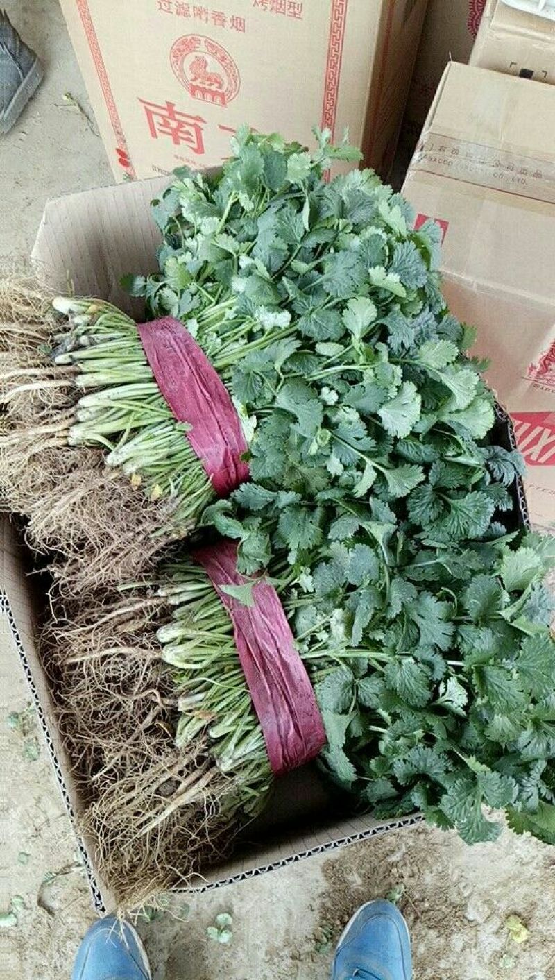 【香菜】大叶香菜河南香菜质量优质欢迎各位老板咨询