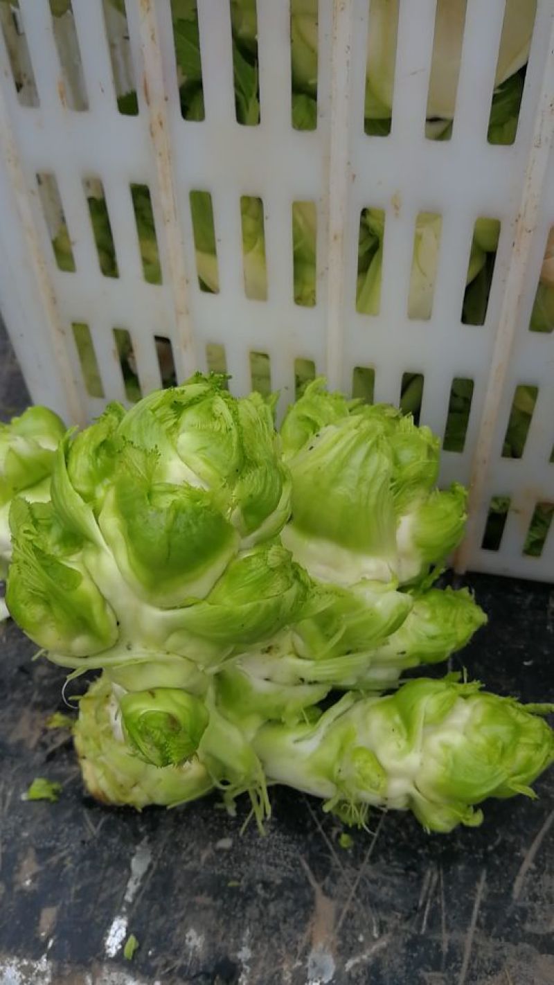 儿菜5两以上