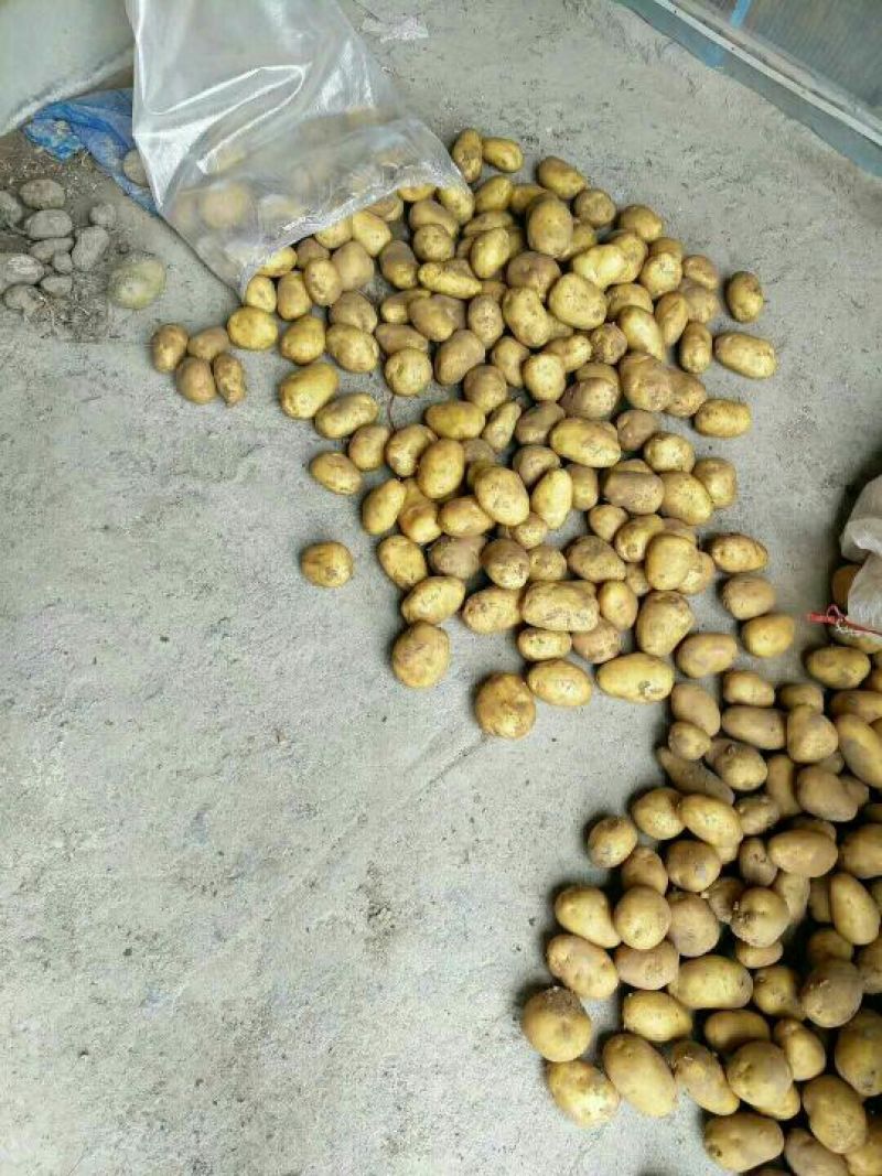 荷兰十五土豆3两以上精品