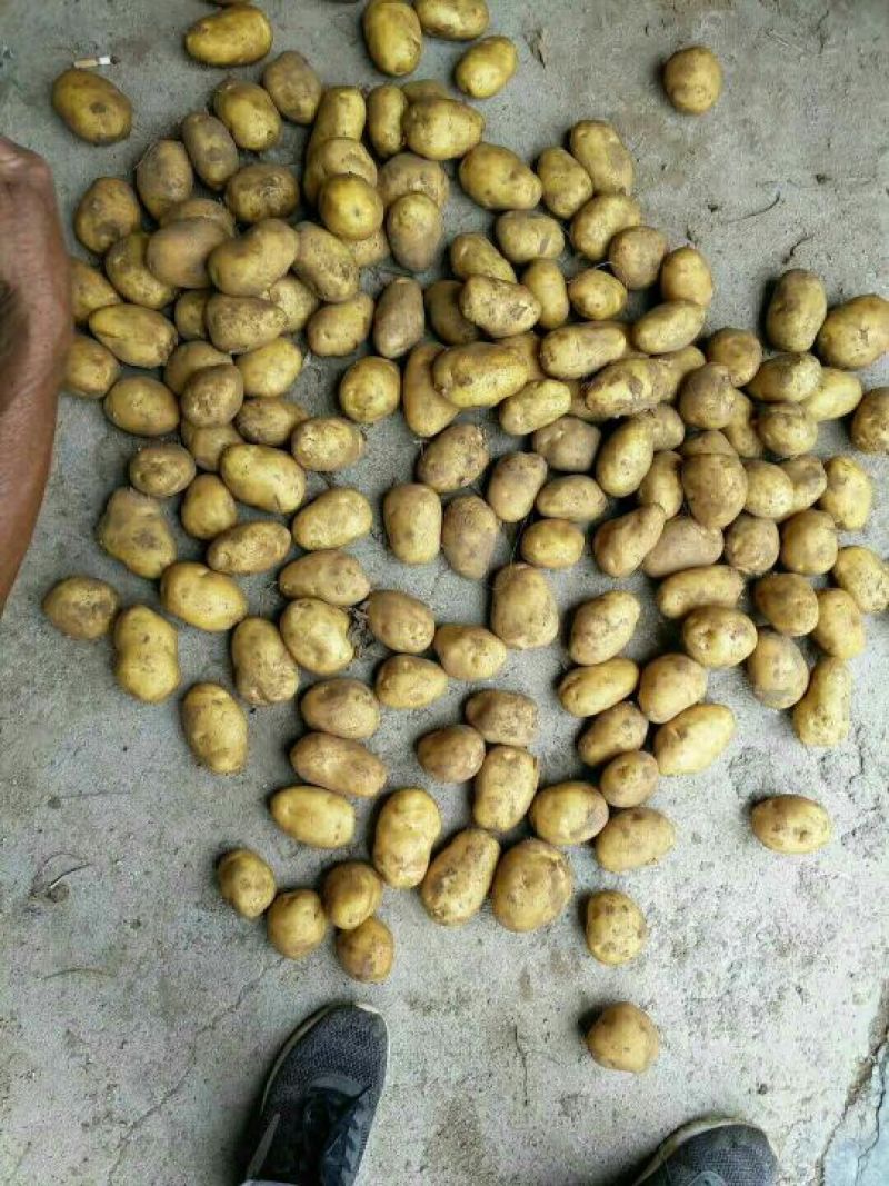 荷兰十五土豆3两以上精品