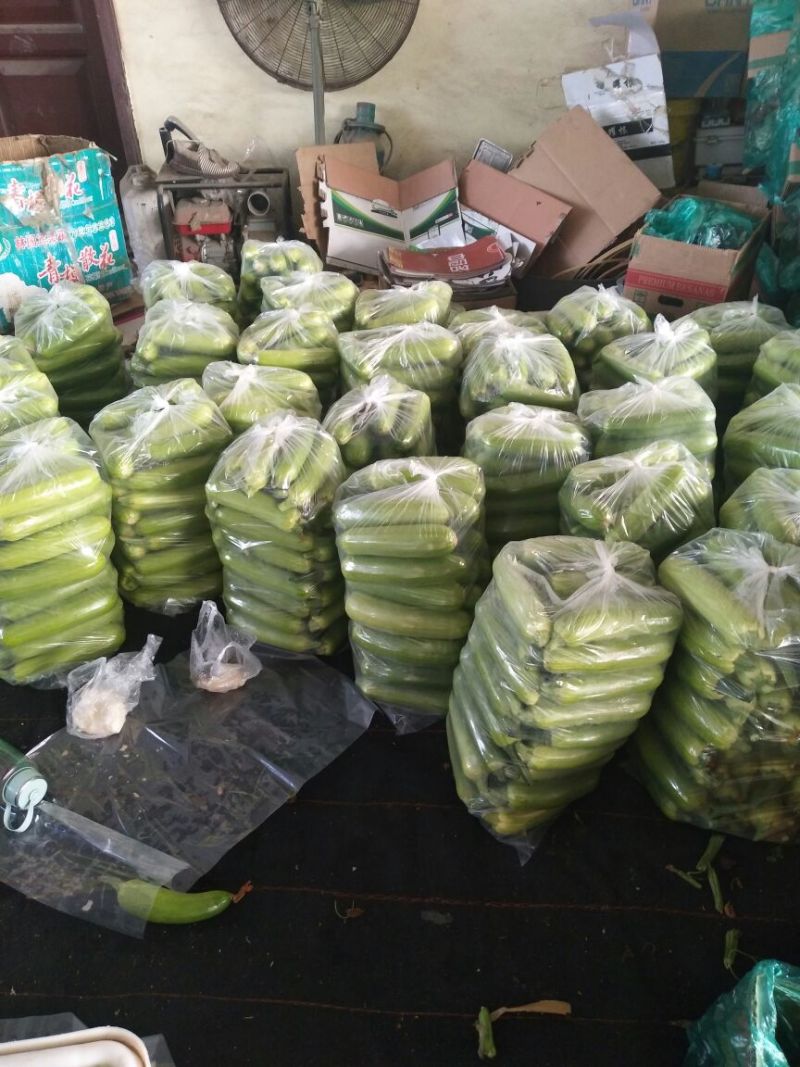[优选]绿皮西葫芦产地供货一手货源实力发全国欢迎电联