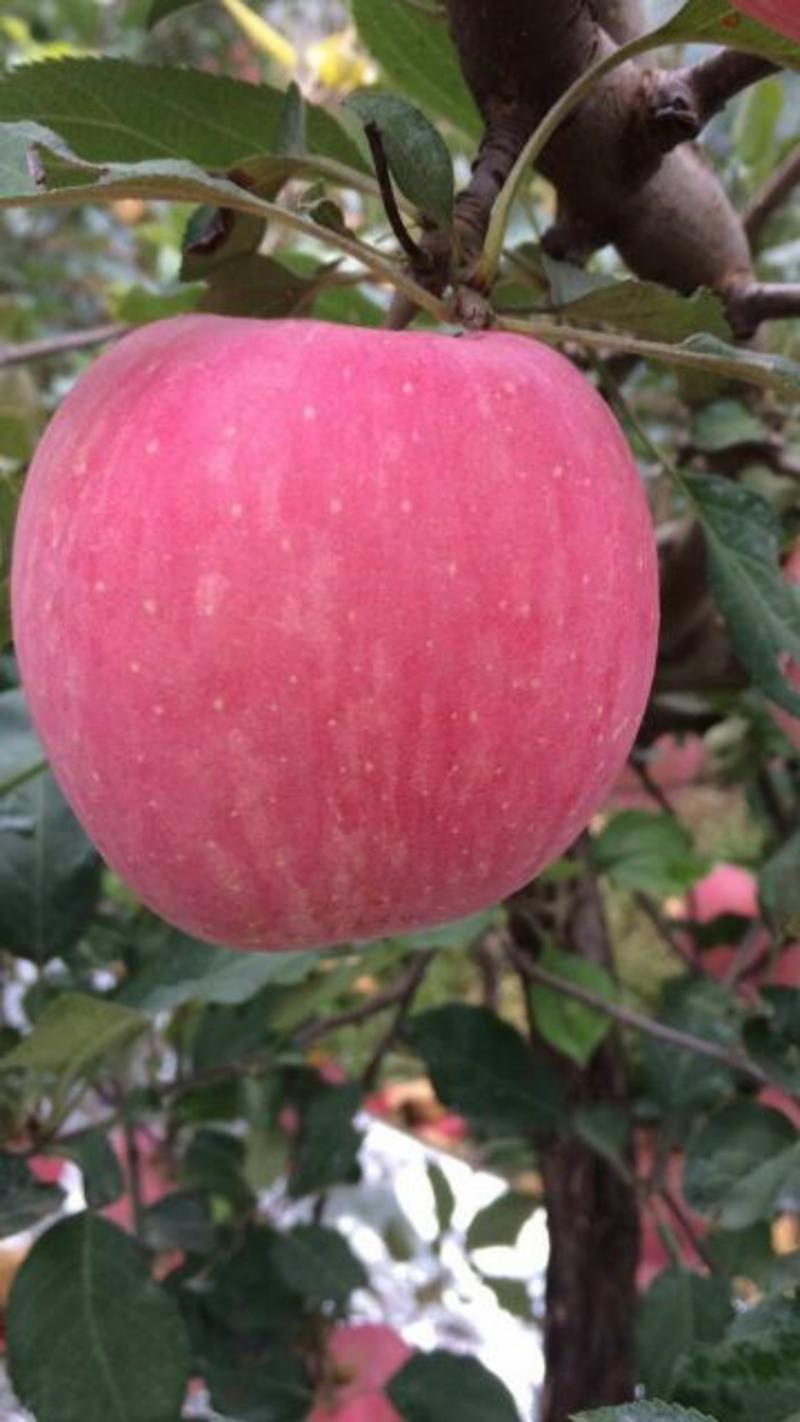 沂蒙山苹果/山东红富士苹果/红富士苹果/全国发货