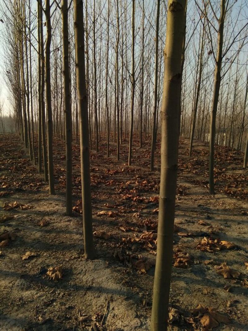 法桐10~12cm8~10cm3.5~4米2~3米