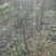 碧根果苗150以上3年苗