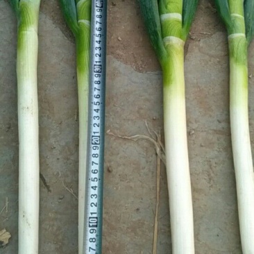 铁杆大葱30~40cm毛葱2cm左右