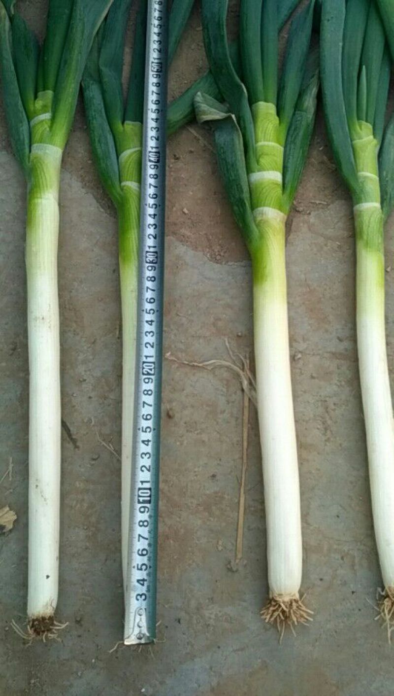 铁杆大葱30~40cm毛葱2cm左右