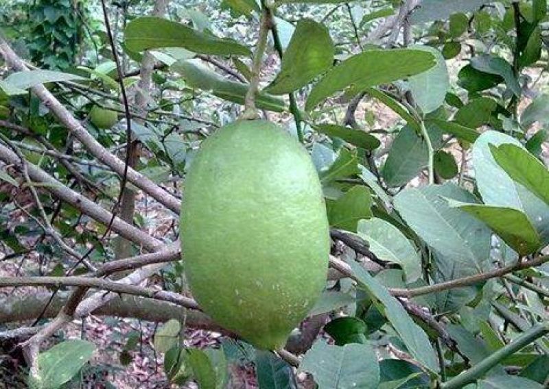 广东香水柠檬苗台湾香水柠檬苗30~50cm