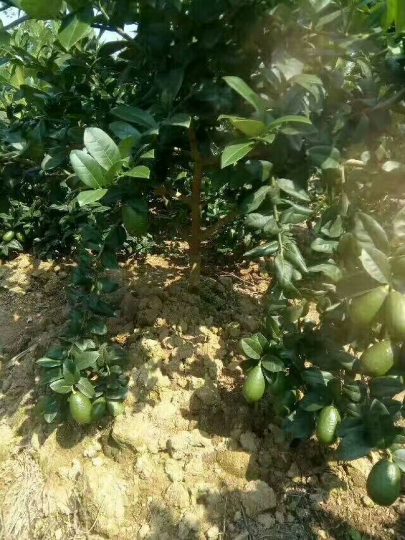 广东香水柠檬苗台湾香水柠檬苗30~50cm