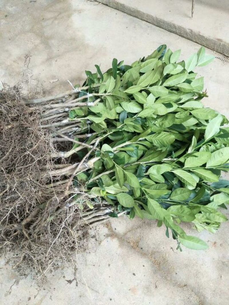 广东香水柠檬苗台湾香水柠檬苗30~50cm