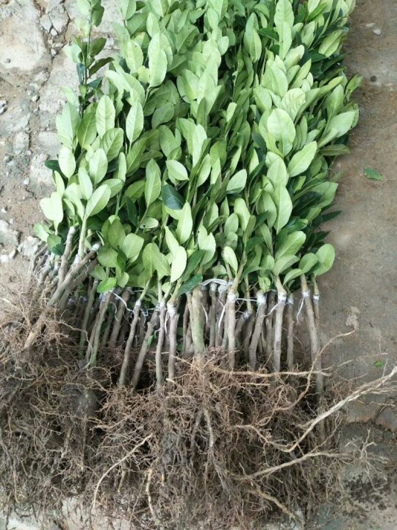 广东香水柠檬苗台湾香水柠檬苗30~50cm