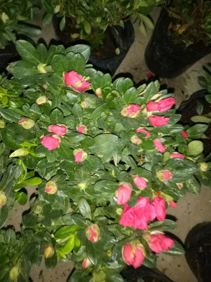 西洋杜鹃包邮冠幅25高度30