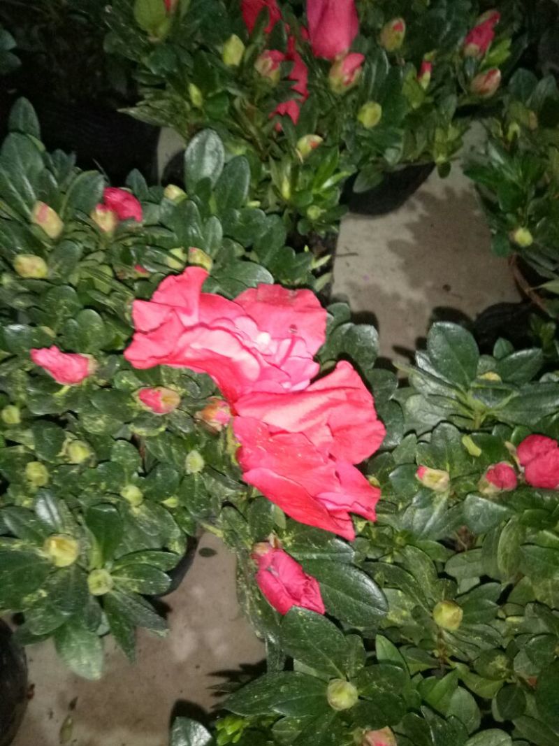 西洋杜鹃包邮冠幅25高度30