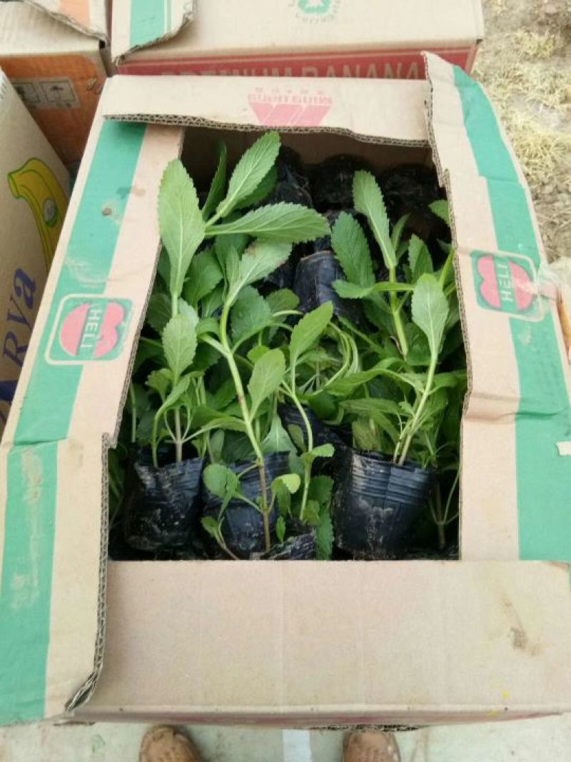 千屈菜盆花10~20cm山东千屈菜，孔雀草，天天开芝樱