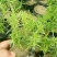 千屈菜盆花10~20cm山东千屈菜，孔雀草，天天开芝樱