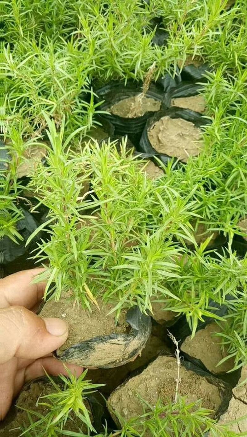 千屈菜盆花10~20cm山东千屈菜，孔雀草，天天开芝樱