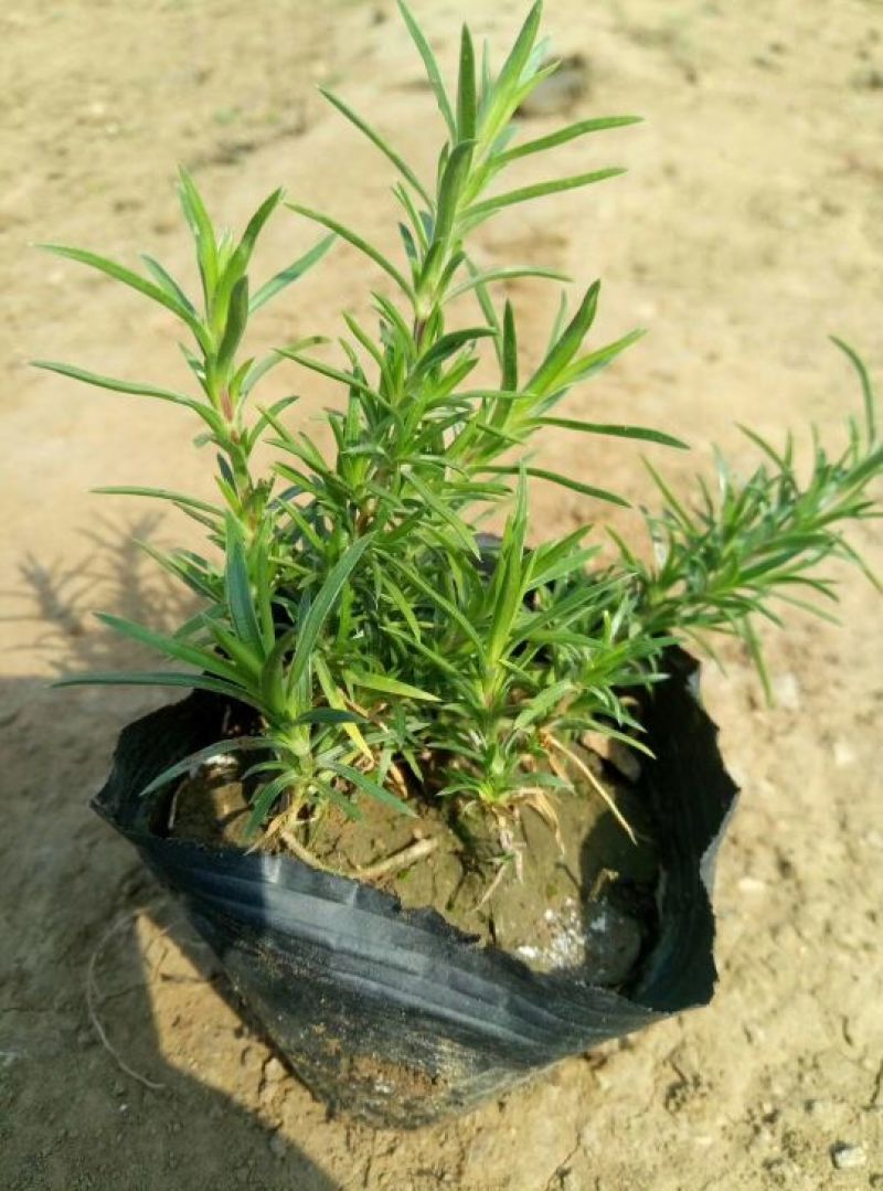 千屈菜盆花10~20cm山东千屈菜，孔雀草，天天开芝樱