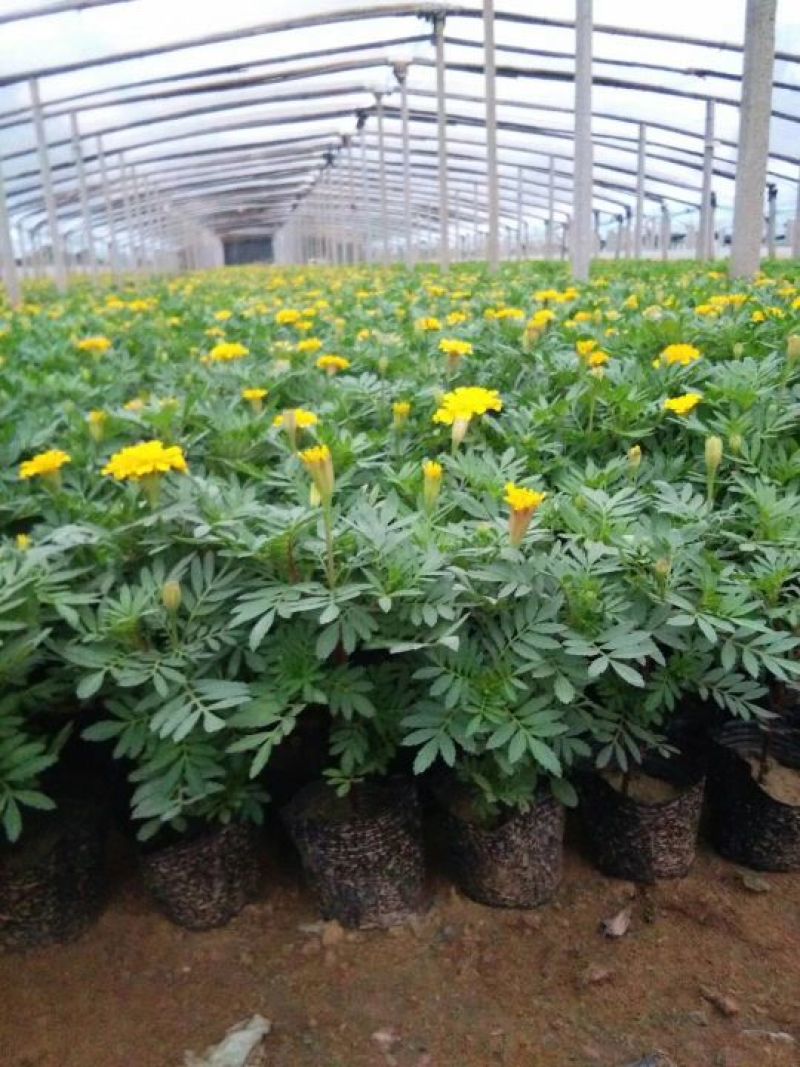 千屈菜盆花10~20cm山东千屈菜，孔雀草，天天开芝樱