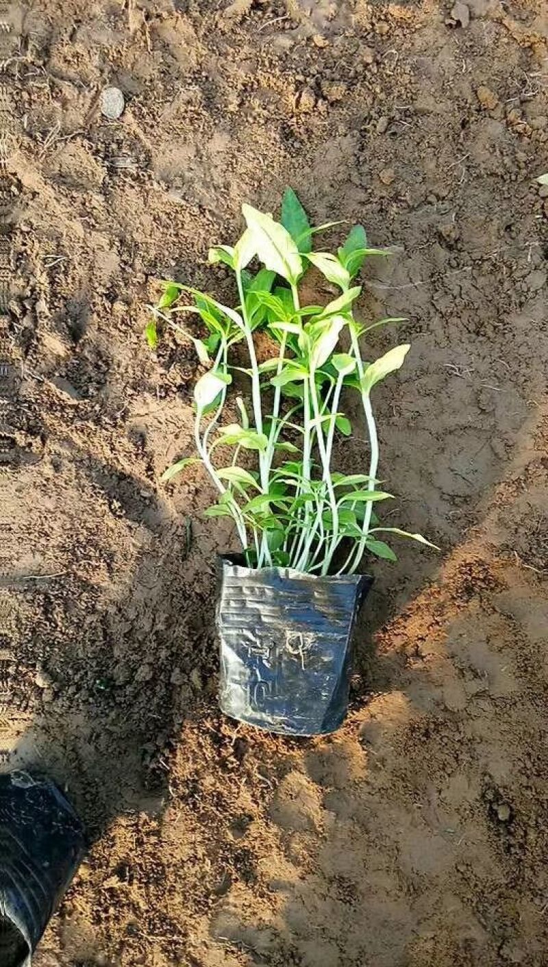 千屈菜盆花10~20cm山东千屈菜，孔雀草，天天开芝樱