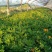 千屈菜盆花10~20cm山东千屈菜，孔雀草，天天开芝樱