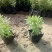 千屈菜盆花10~20cm山东千屈菜，孔雀草，天天开芝樱