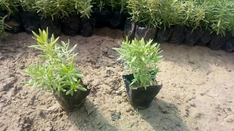 千屈菜盆花10~20cm山东千屈菜，孔雀草，天天开芝樱