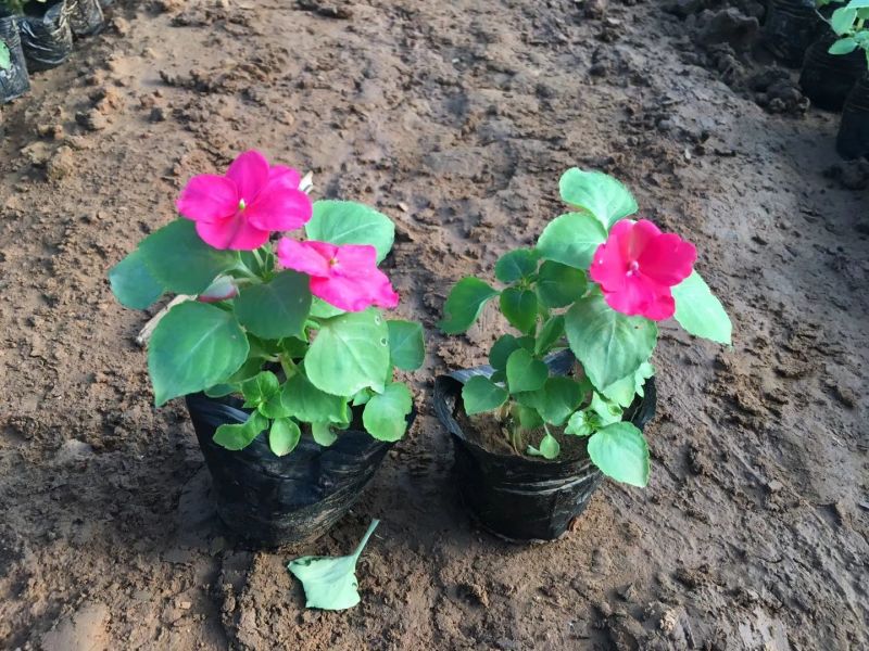 千屈菜盆花10~20cm山东千屈菜，孔雀草，天天开芝樱