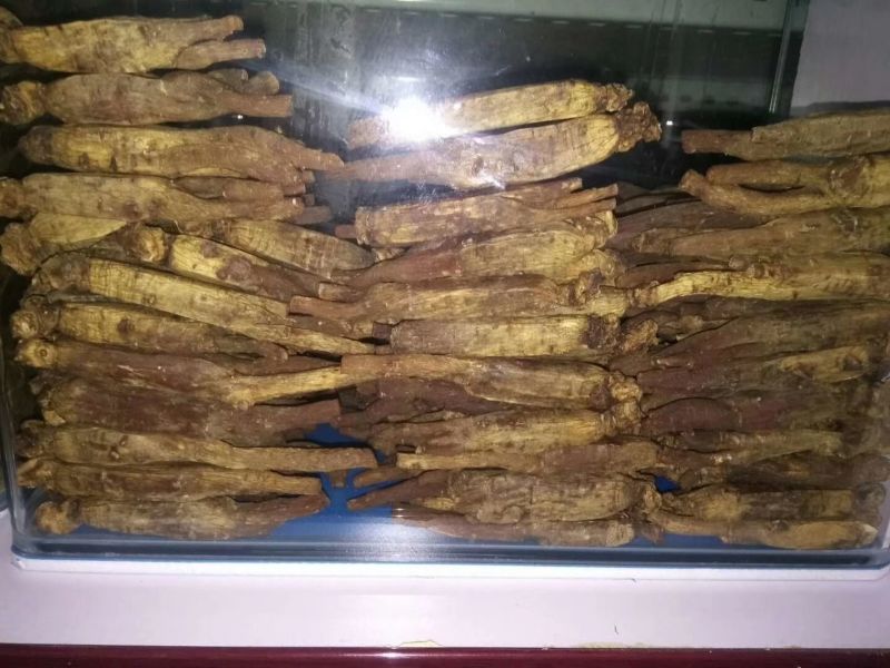 高丽参