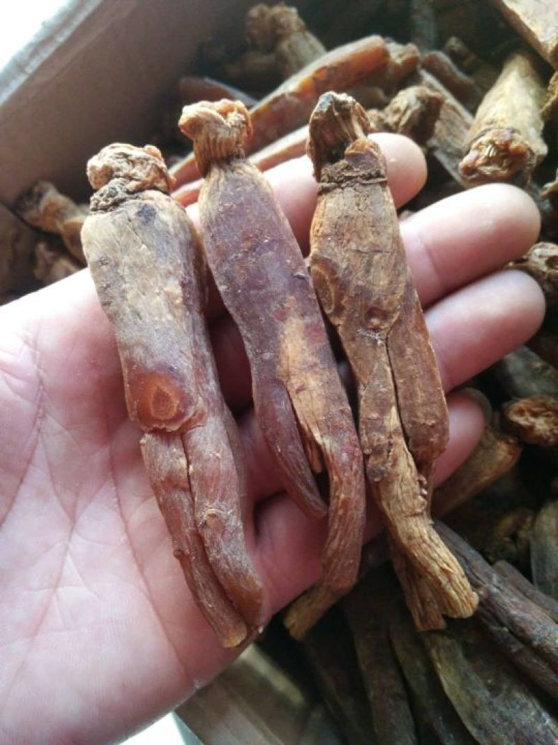 高丽参