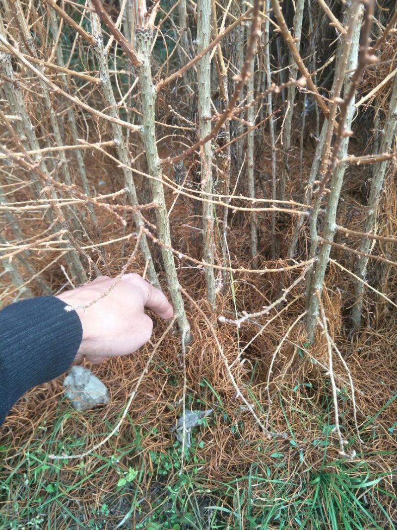 金钱松树苗50~80cm