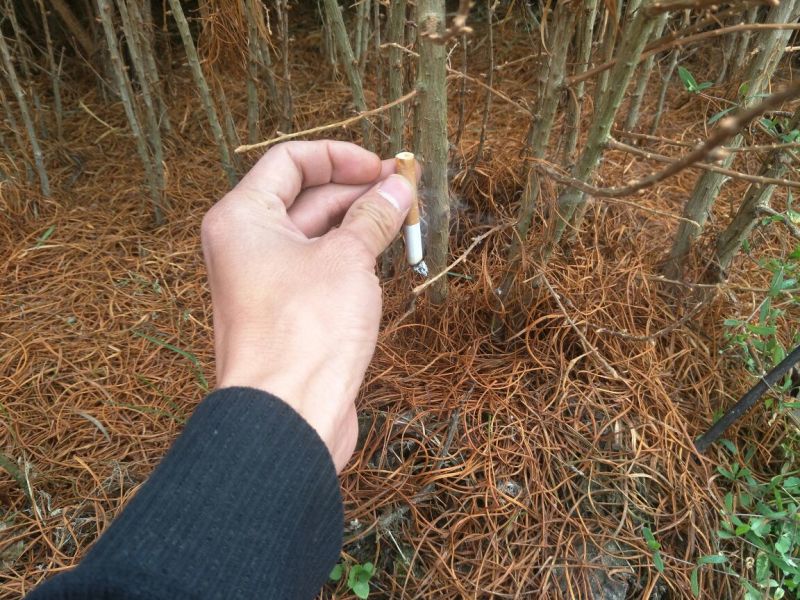 金钱松树苗50~80cm