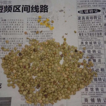 小扁豆，甘肃定西特产，质量好，欢迎下单