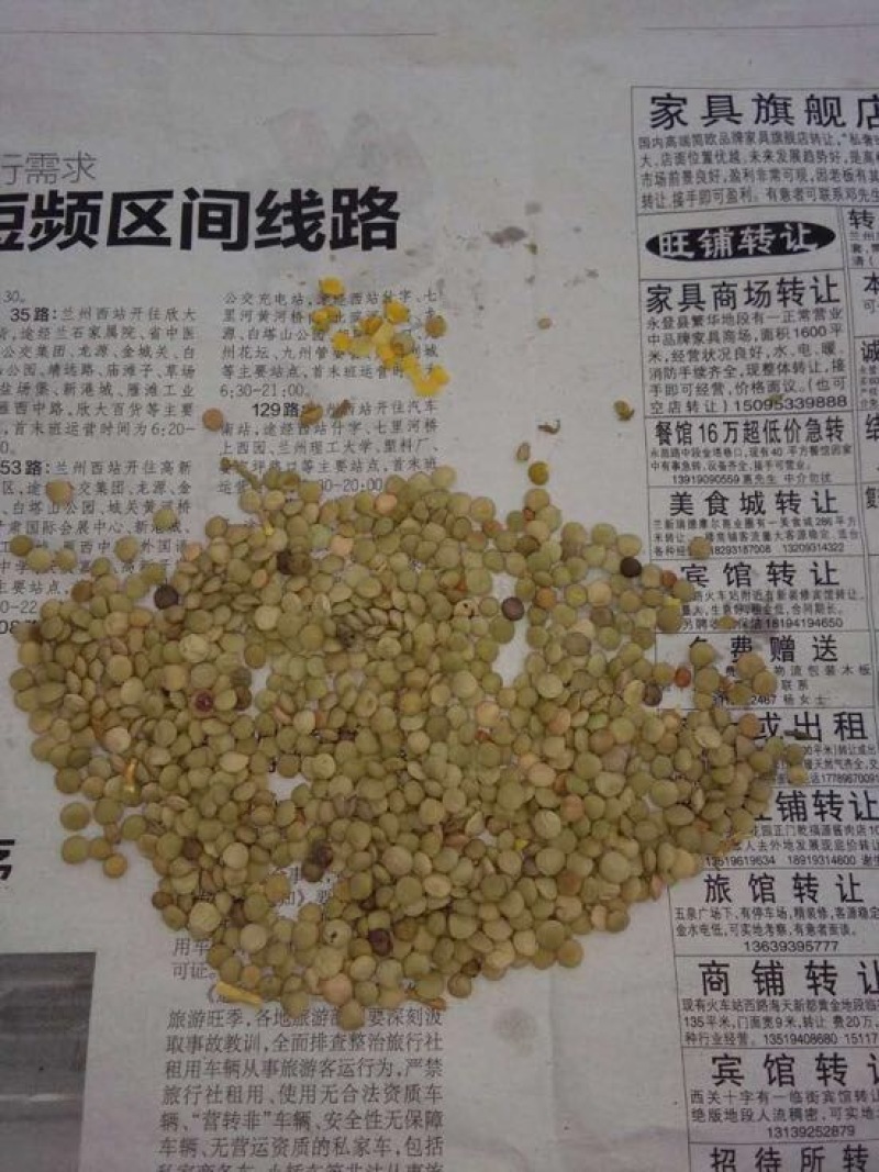 小扁豆，甘肃定西特产，质量好，欢迎下单