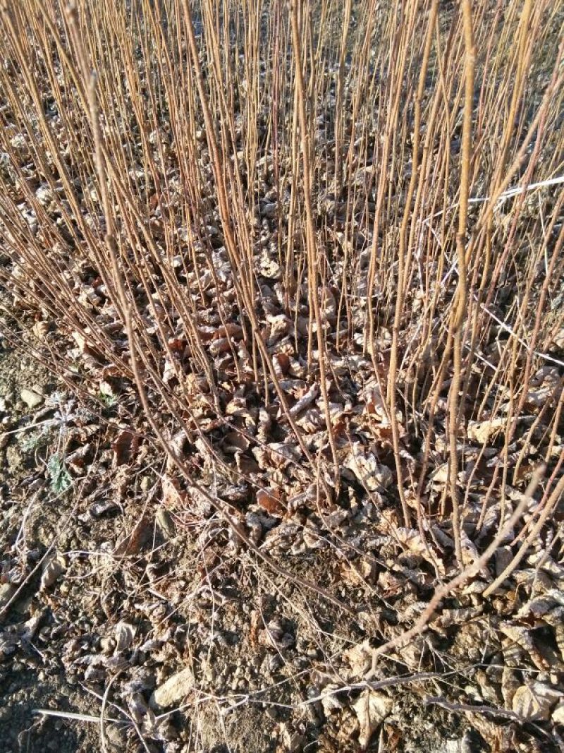 五角枫苗30~40cm，货真价实，保证质量，信誉第一