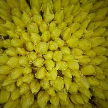 荷兰菊苣菜8~10cm