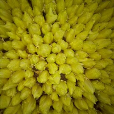 荷兰菊苣菜8~10cm