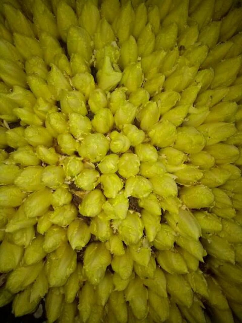 荷兰菊苣菜8~10cm