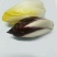 荷兰菊苣菜8~10cm